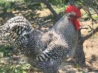 Chickens — photo 1