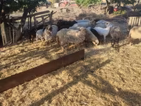 Owce (partia, płeć nieokreślona), Dorper sheep — zdjęcie 2