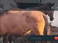 Mare, Mugalzhar horse — photo 2