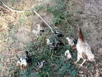 Chickens — الصورة 2