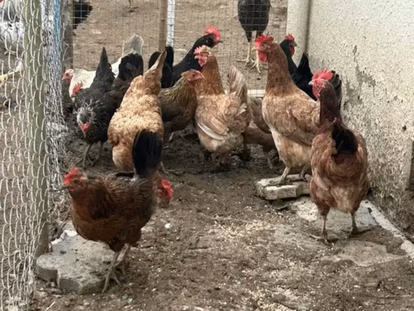 Chickens — Azərbaycan