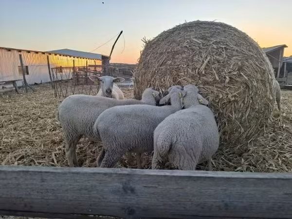 母羊, Luzein sheep