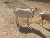 Goats (batch, sex not specified), Goats — photo 7