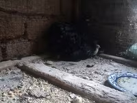 Chickens — foto 2