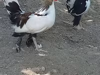 Japanese Bantam — photo 2