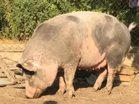 Boar, Pigs — photo 4