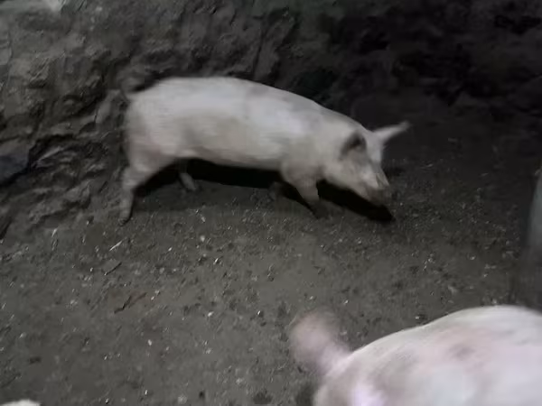 Sow, Pigs