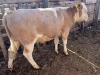 Bulle, Simmental cattle — Foto 2