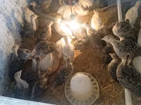 Turkeys — photo 1