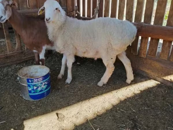 Carnero, Kazakh fat-tailed coarsewool sheep