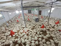 Chickens — zdjęcie 5