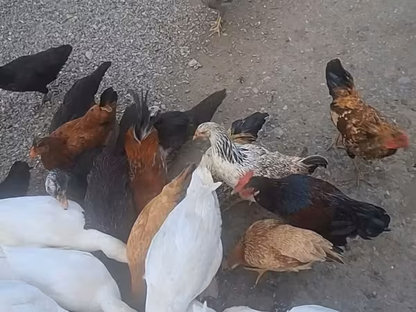 American Pekin — Azerbaijan