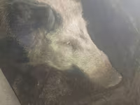 Eber, Schweine — Foto 1