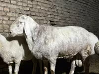 Qoç, Afghan Arabi sheep — foto 3