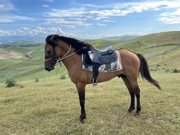 Horse (M), Azerbaijan horse