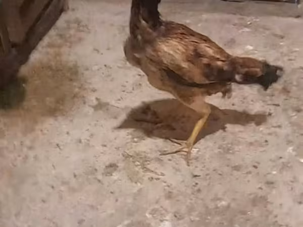 Chickens — Azerbaijan