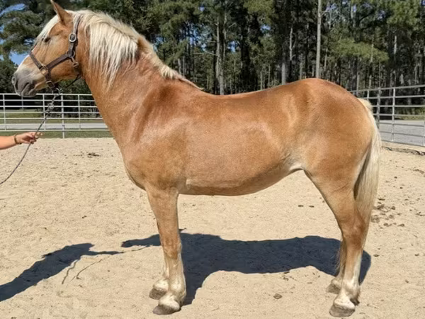 Madyan, Haflinger