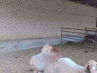 Qoç, Arashan sheep — foto 3