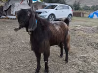 Kozioł, Kozy — zdjęcie 3