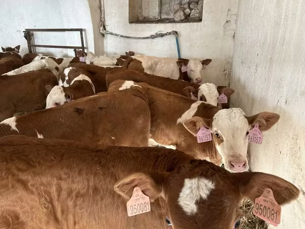 Toro, Simmental cattle