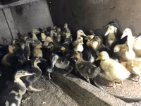 Ducks — 照片 7