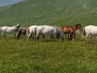 Madyan, Atlar — foto 5