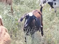 Koza, Nubian Goat — foto 4