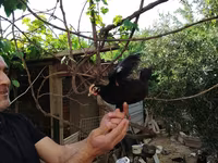 Chickens — photo 4