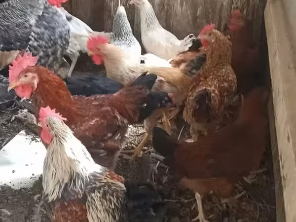 Chickens — أرمينيا