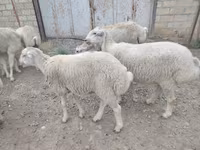 Qoç, Qoyunlar — foto 3