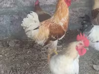 Chickens — photo 4