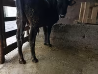 Buqa, Russian Black pied cattle — 3-rasm