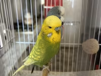 Təmiz qan Çex tutuquşuları satılır 🦜 Quşlar çox sağlam, aktiv və — الصورة 4