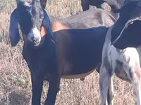 Keçi, Nubian Goat — foto 2