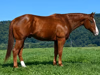 At, Quarter Horse — foto 5
