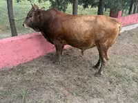 Bull, Cattle — photo 3
