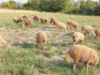 Ram, Sheep — photo 6