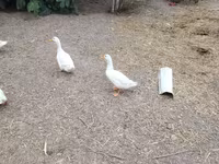 Alman Pekin — foto 4
