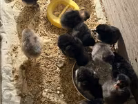 Australorp — foto 5