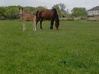 Horse (M), Horses — photo 1