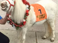 Stute, Miniature horse — Foto 3