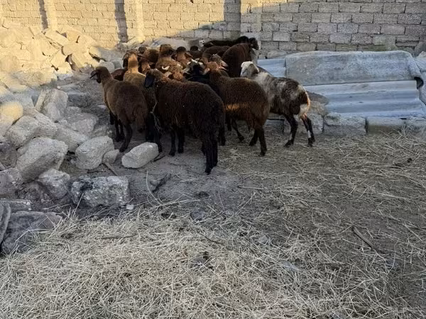 Qoç, Qoyunlar