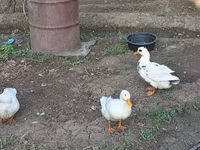 Ducks — photo 1