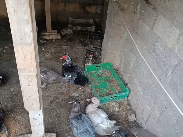 Ducks — Azərbaycan