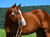 At, Quarter Horse — foto 2