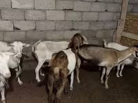 Koza, Saanen goat — foto 2