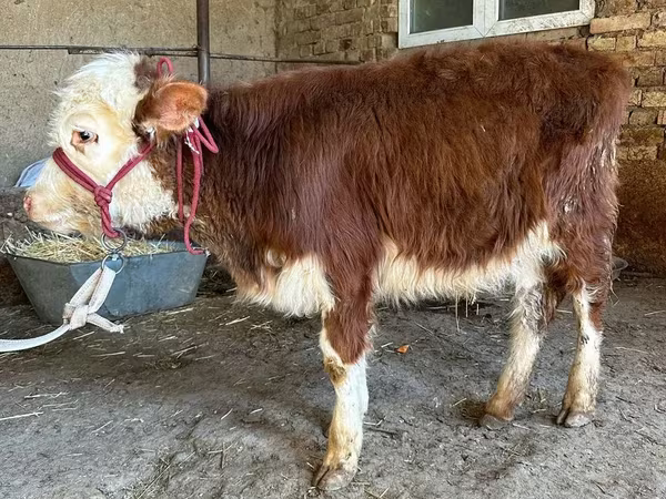 أبقار (دفعة، الجنس غير محدد), Simmental cattle
