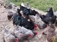 Australorp — foto 4