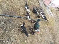 Domestic Muscovy — photo 6