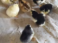 Chickens — photo 7